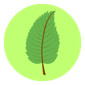 NATURAL INGREDIENTS